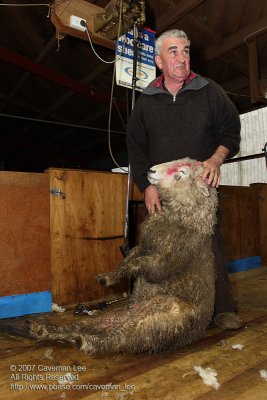 Sheep Shearing