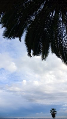 Palm Trees P1040477