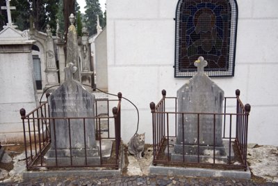 Cemetery Cat #5575