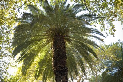 Palm Tree #5392