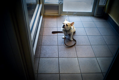 Dog, Starbucks, 14th Street