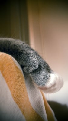 Paw