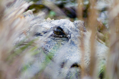 I-See-You.jpg