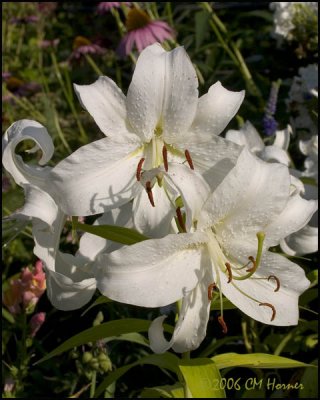 4623 White Lilies.jpg