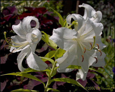 4641 White Lilies.jpg