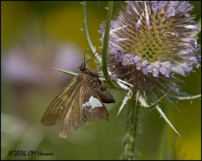 4669 Silver-spotted Skipper.jpg