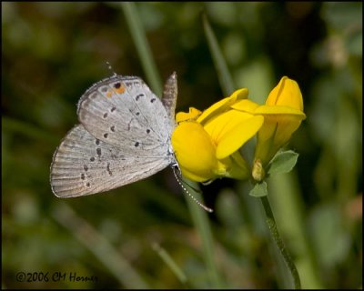 4685 Eastern Tailed Blue.jpg