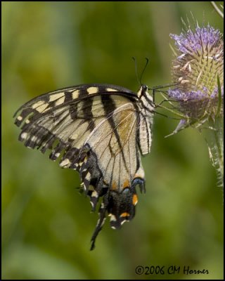 4696 Eastern Tiger Swallowtail.jpg