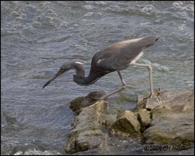 4741 Tricolored Heron.jpg