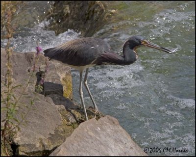 4747 Tricolored Heron.jpg