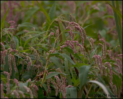 4843 Polygonum sp.jpg