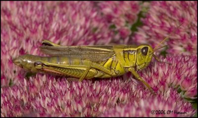 4927 Grasshopper.jpg
