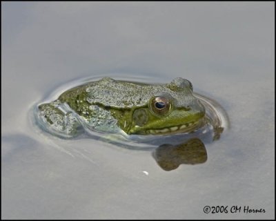 4930 Green Frog.jpg