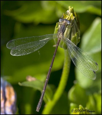 4935 Spreadwing sp.jpg