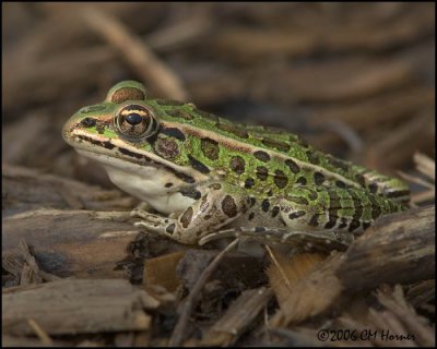 5002 Leopard Frog.jpg