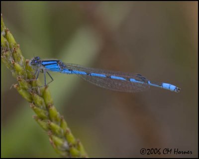 5011 Familiar Bluet.jpg