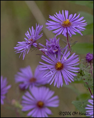 5013 Fall Asters.jpg