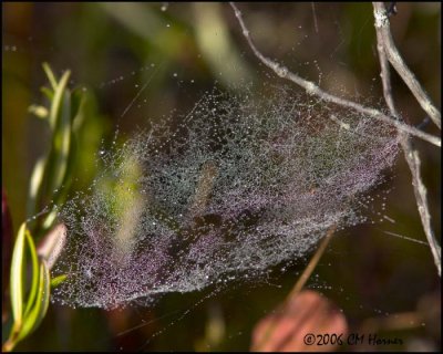 5025 Jeweled Web.jpg