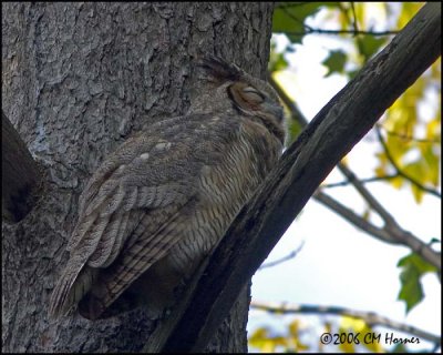 5052 Great Horned Owl.jpg