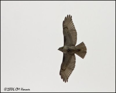 5176 Red-tailed Hawk immature.jpg