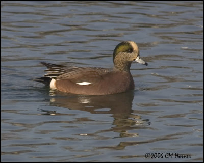 5264 American Wigeon drake.jpg