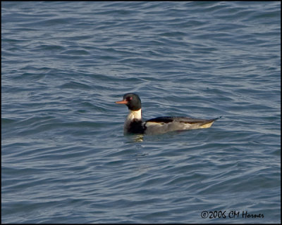 5272 Red-breasted Merganser drake.jpg