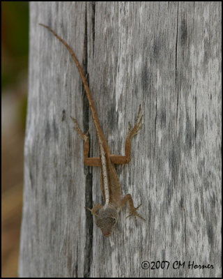 5723 Brown Anole female