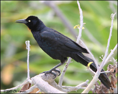 5734 Great-tailed Grackle male.jpg