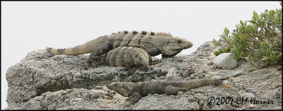 5754 Black Iguanas