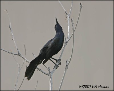 5823 Great-tailed Grackle.jpg
