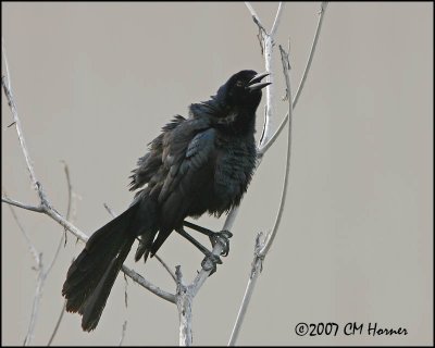 5825 Great-tailed Grackle.jpg