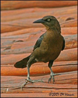 5840 Great-tailed Grackle female.jpg