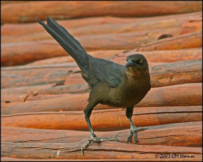 5843 Great-tailed Grackle female.jpg