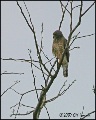 5898 Roadside Hawk.jpg