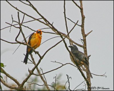 5909 Altamira Oriole and Grayish Saltator.jpg