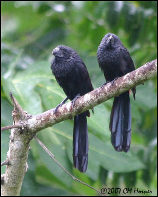 5916 Groove-billed Ani.jpg