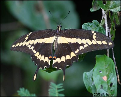 5919 Giant Swallowtail