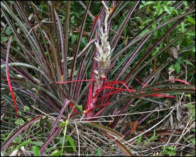 5956 Bromiliad id.jpg