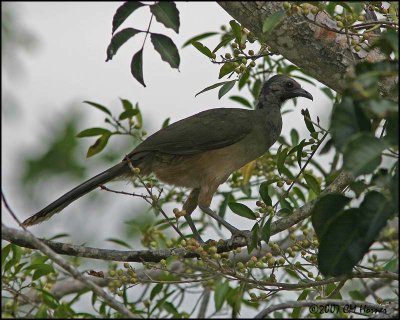 5976 Plain Chachalaca.jpg