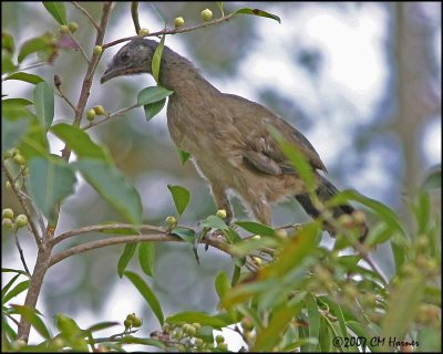 5977 Plain Chachalaca juvenile.jpg