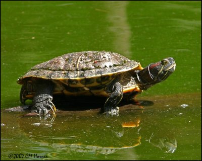 6009 Red-eared Slider