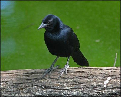 6014 Melodious Blackbird.jpg