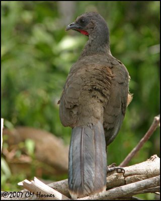 6032 Plain Chachalaca.jpg