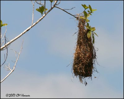 6034 Oriole's Nest.jpg