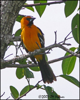 6046 Altamira Oriole.jpg