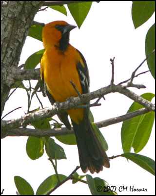 6048 Altamira Oriole.jpg