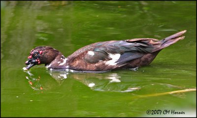 6062 Muscovy Duck.jpg