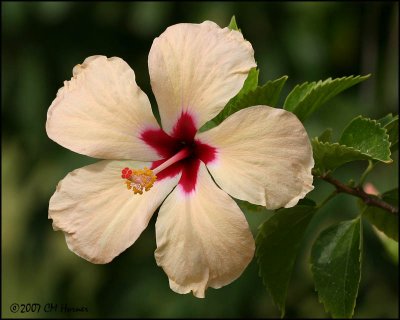 6091 Hibiscus.jpg