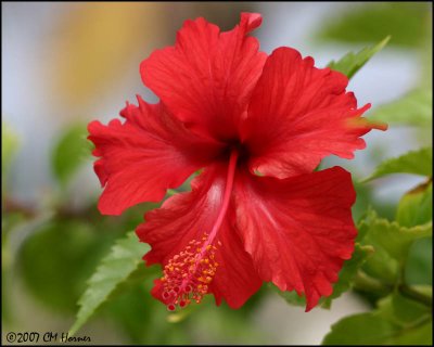 6105 Red Hibiscus.jpg