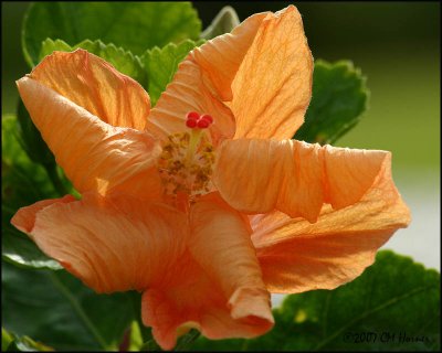 6115 Orange Hibiscus.jpg